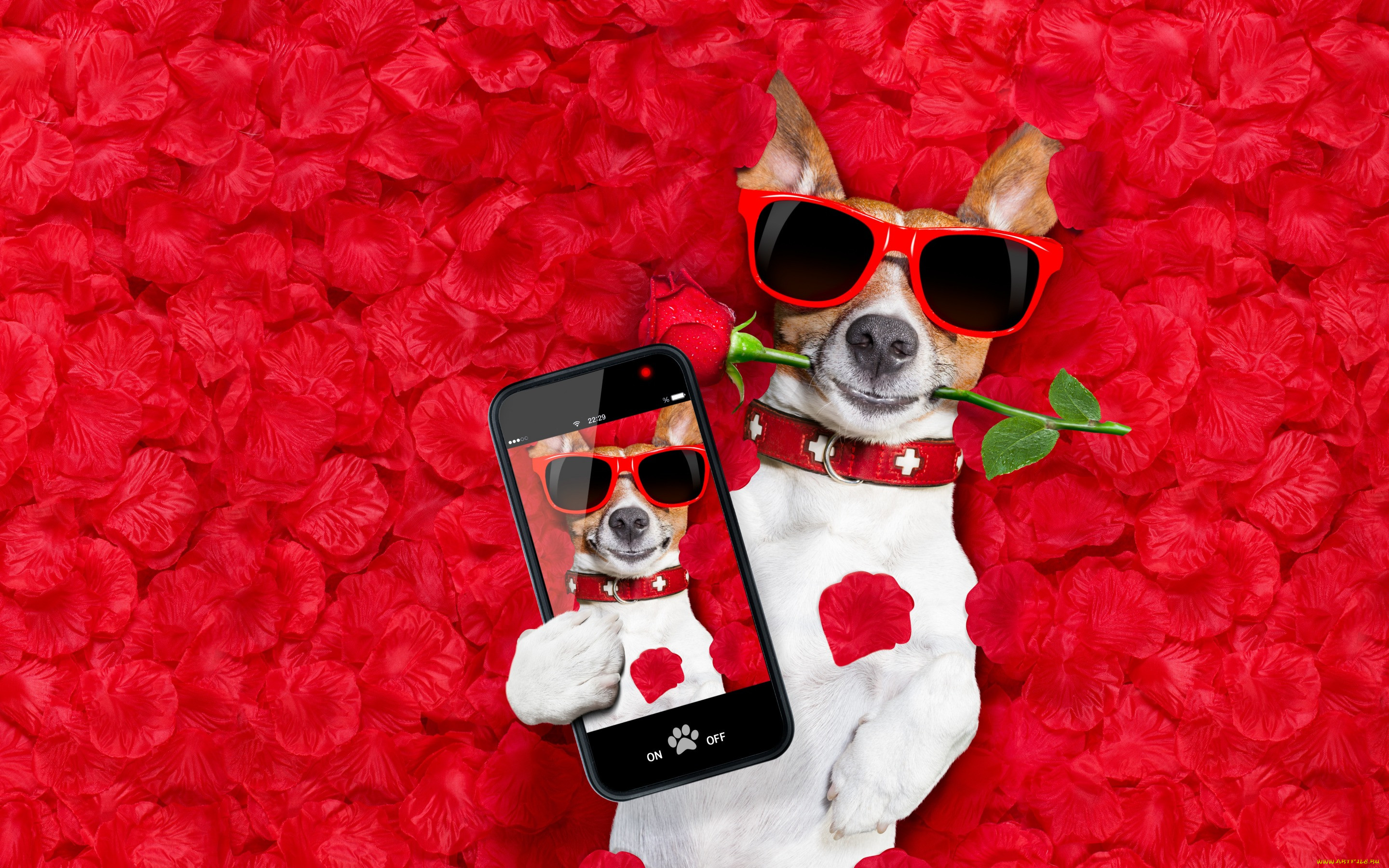   , , love, dog, rose, , petals, hearts, funny, valentine, romantic